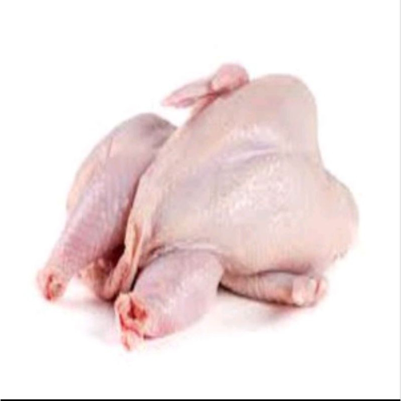 

ayam potong/ayam broiler presh