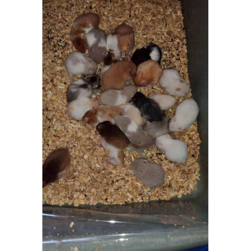 Isi Full Karung uk. 50kg - Serbuk Kayu Alas Kandang Hewan Hamster Kelinci Landak