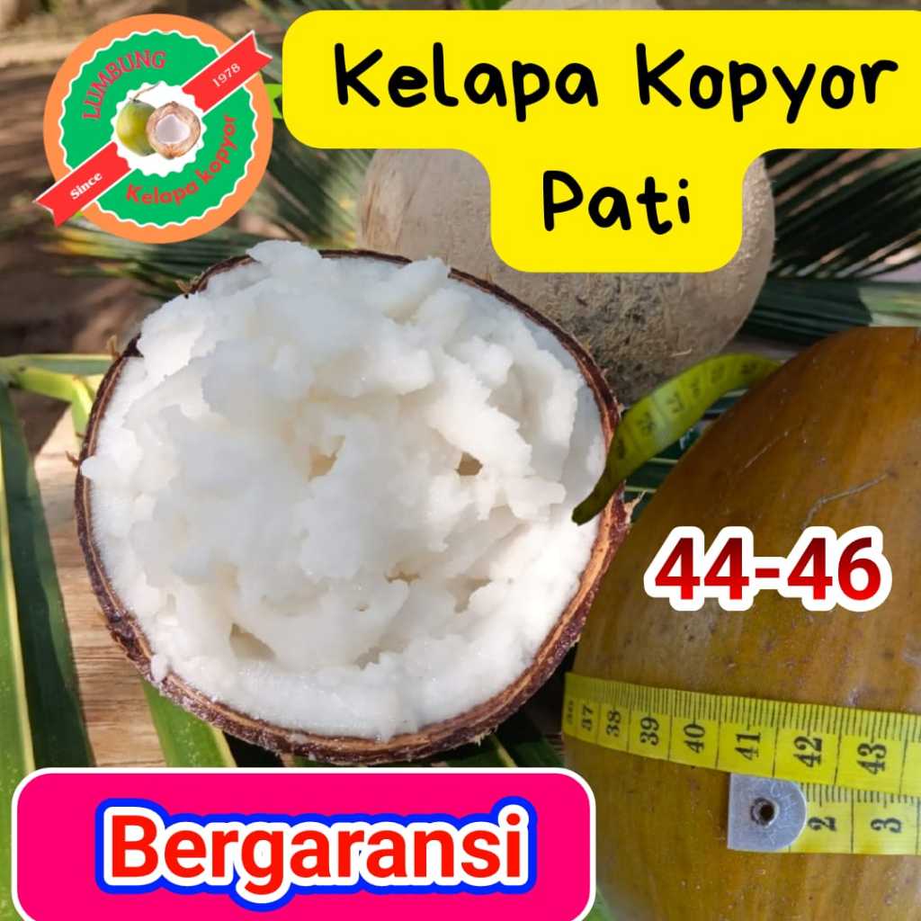 

Kelapa kopyor Asli Pati / isi tebal / ukuran 44-46