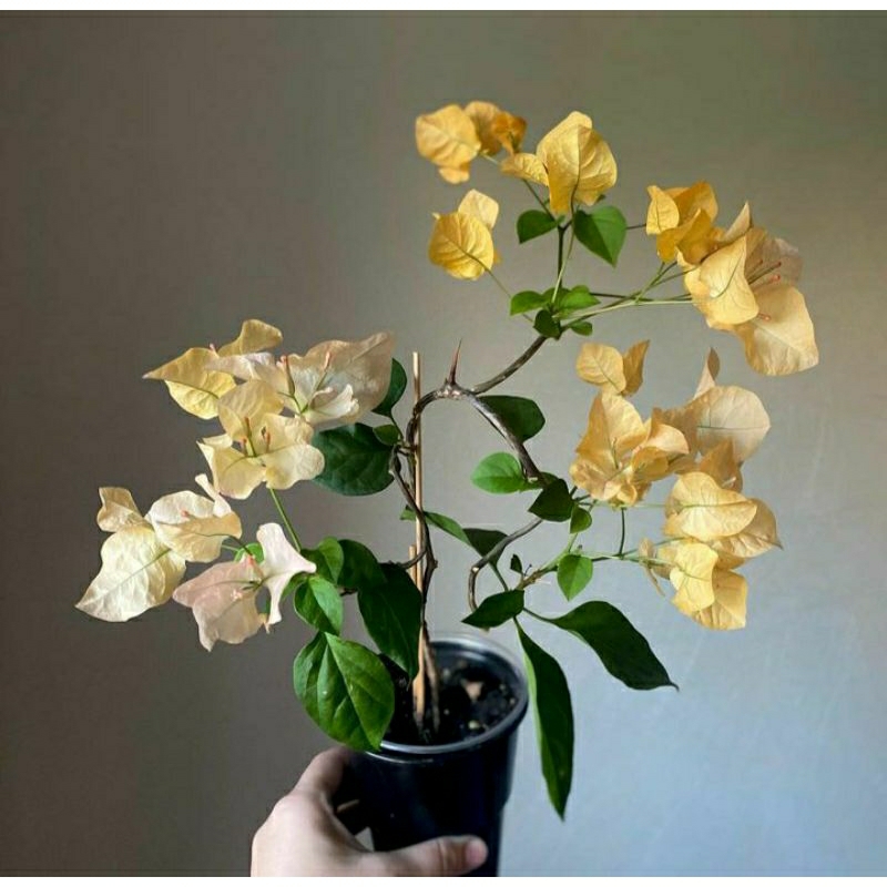 Tanaman hias Bougenville golden tango - pohon Bougenville golden tango - bibit pohon Bougenville gol