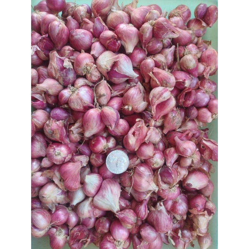 

Bawang Merah Murah 1 kg