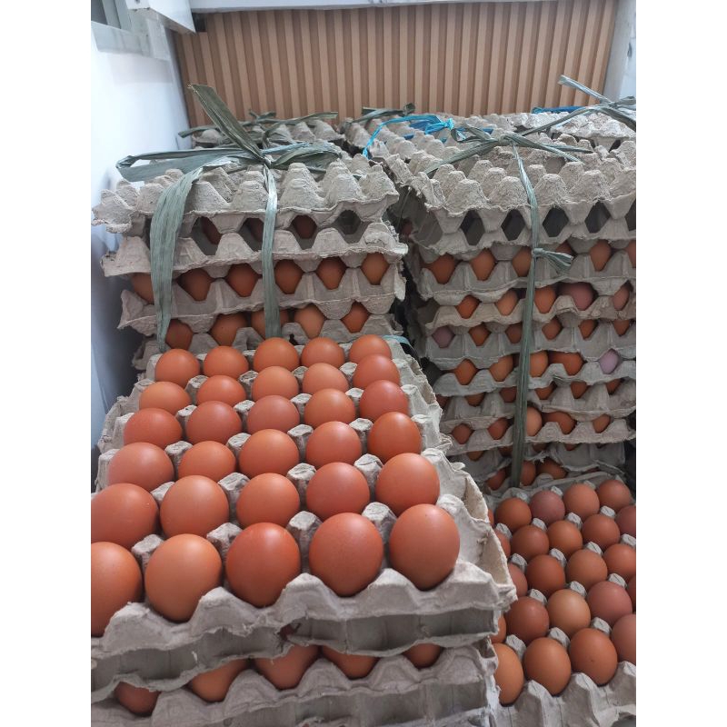 

Telur ayam segar isi 15-16