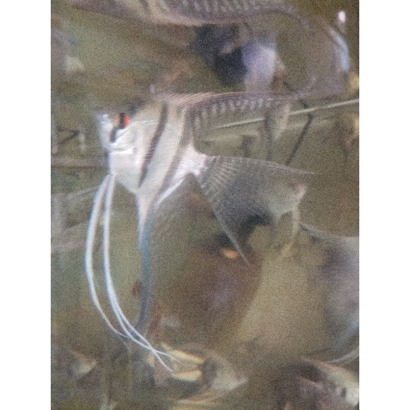 aksesoris aquarium (Manfish Blue pinoy Slayer)