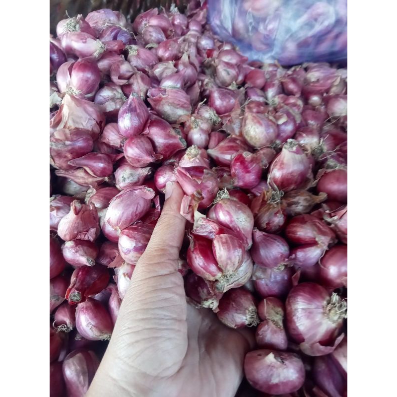 

Bawang Merah/Brambang