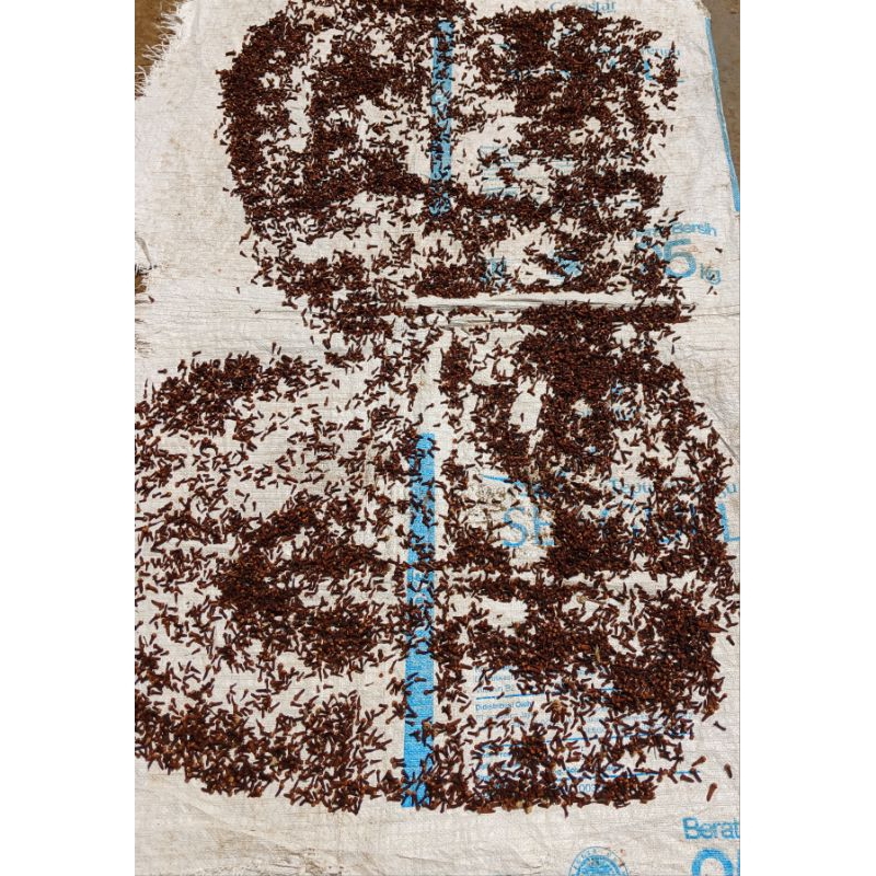 

Cengkeh Kering 1kg /Cloves /Cengkeh Super