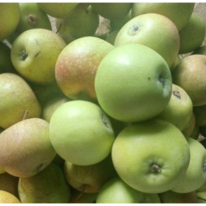 

APEL MALANG ROME BEAUTY 1kg MANALAGI JUGA ada, FRESH PETIK POHON