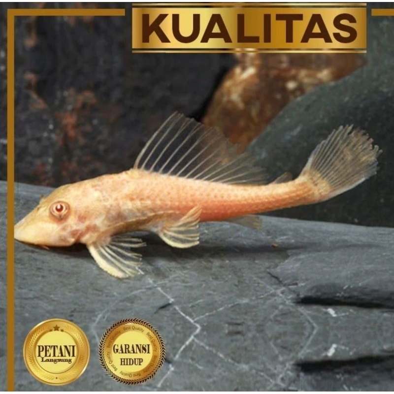 Pleco Albino Ikan Hias Aquarium Aquascape Hiasan Tanaman Air Sapu Sapu