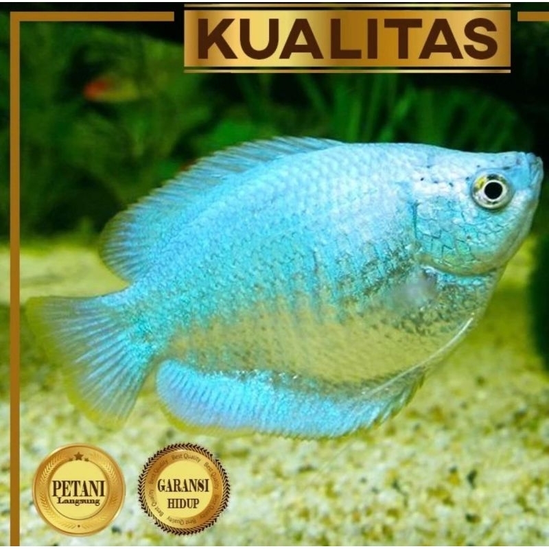 Sepat Neon Blue Gourami Ikan Hias Aquascape Hiasan Aquarium Tanaman Air