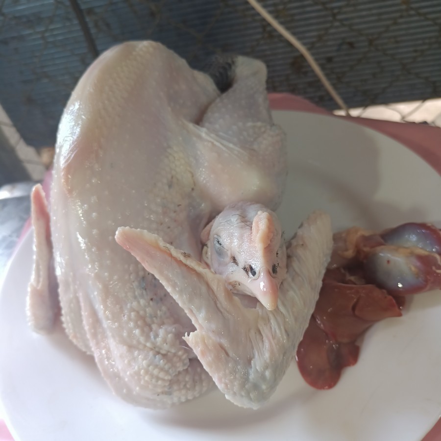 

Ayam Kampung Segar Fresh / Ayam Potong / Daging Ayam Murah
