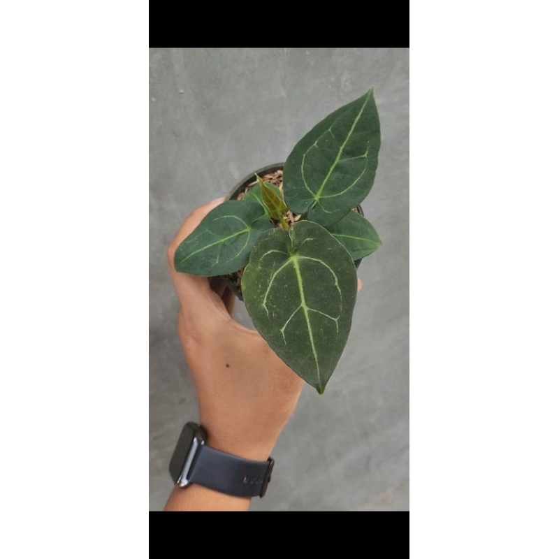 forgetti x papillaminum