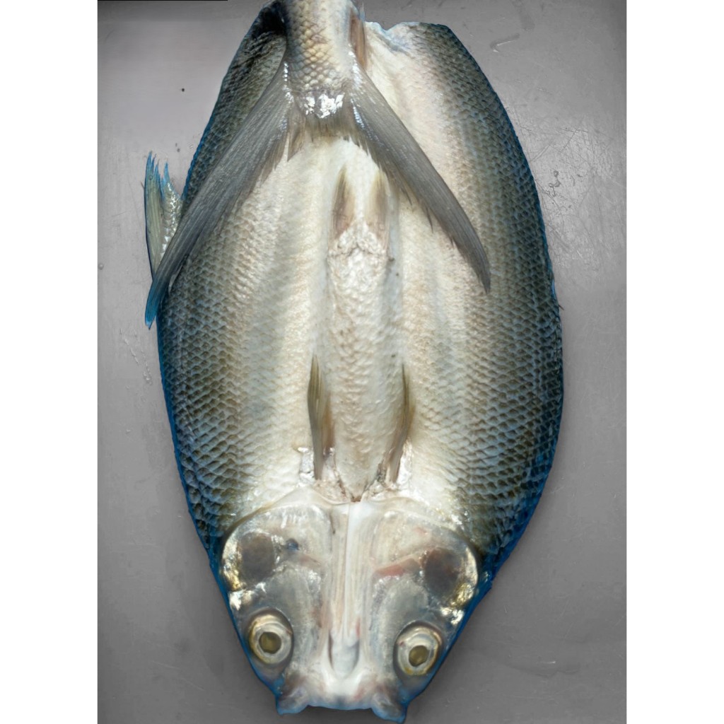 

BandengTanpaDuriBandengCabutDuriBatariBacariBacuriBandengBekubandengFrozenFrozenfish