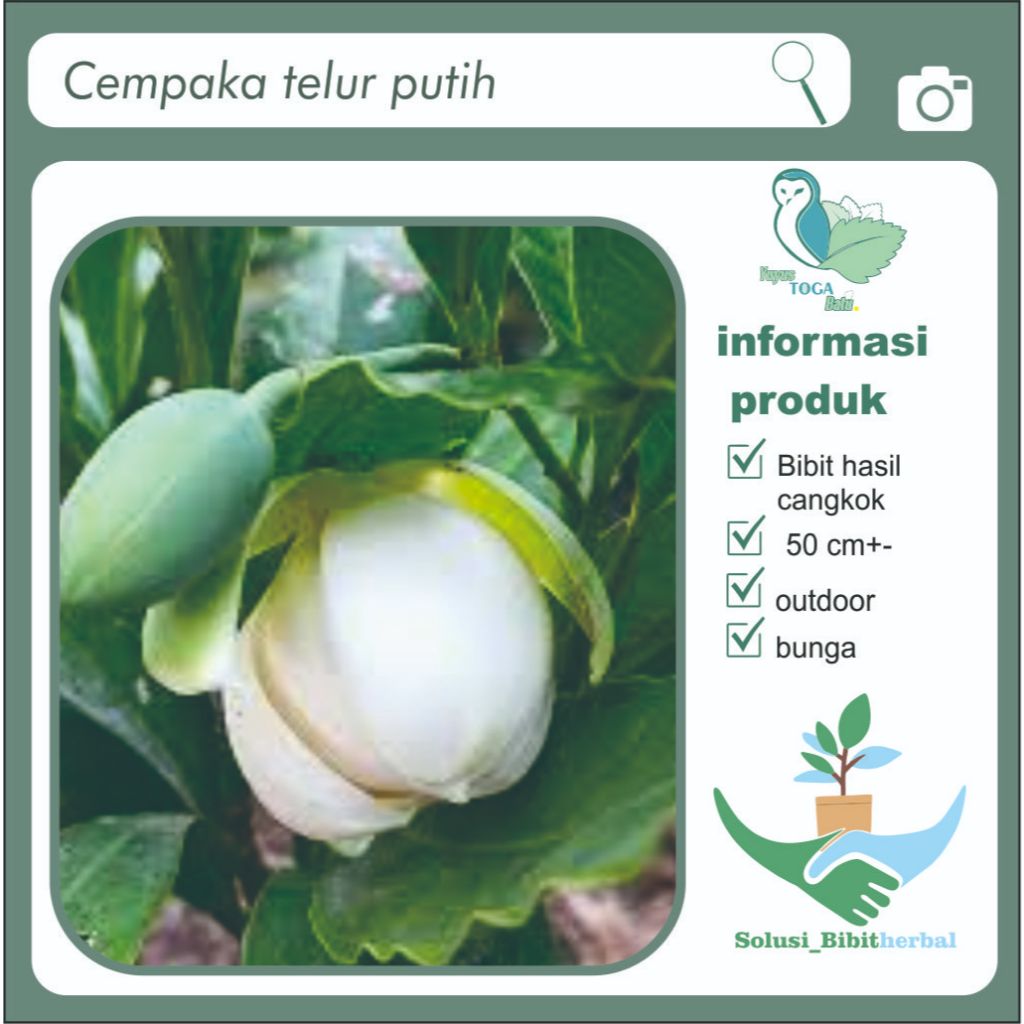 Cempaka gondok telur wangi putih