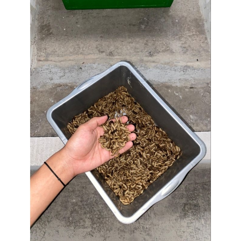 Magot BSF Hidup Fresh