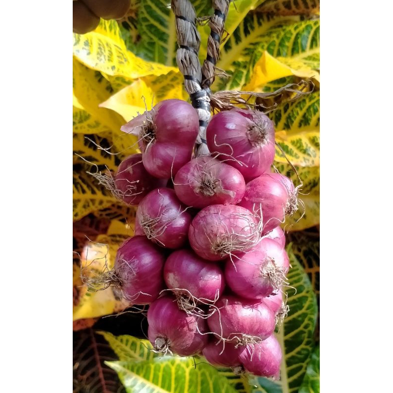 

bawang merah probolinggo untingan