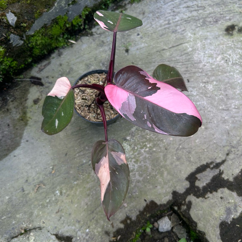 philodendron pink princess black cherry