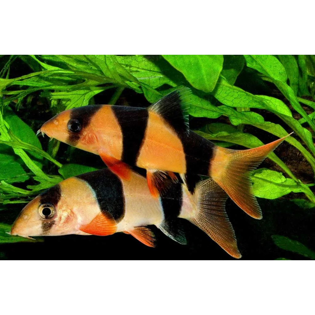 Ikan Hias Botia Macracantha 10cm up Bothia Badut Clown Loach Tankmate Aquarium