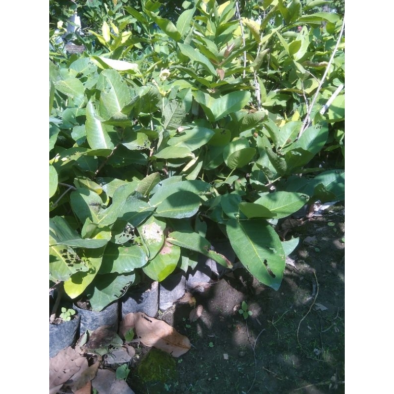 

jambu air blac kingkong