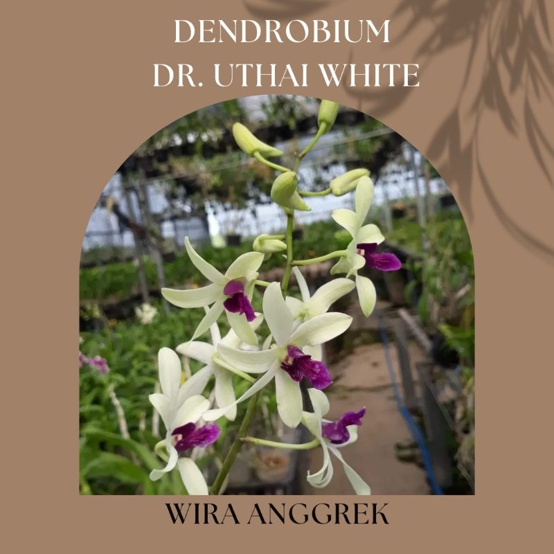 DENDROBIUM DR. UTHAI WHITE DEWASA SIAP BUNGA