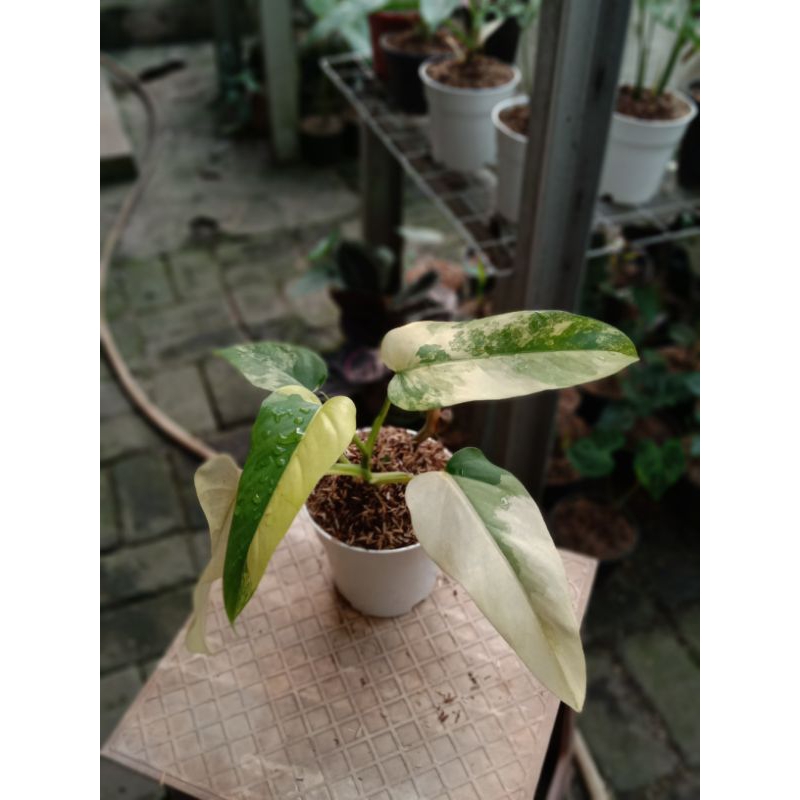 philodendron domesticum varigata