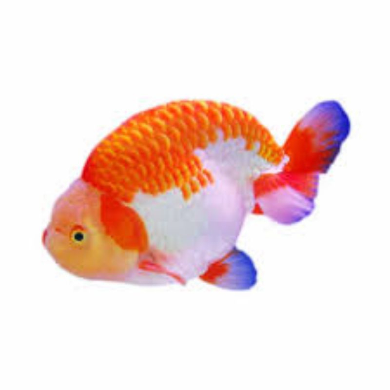 

stiker koki rancu ranchu