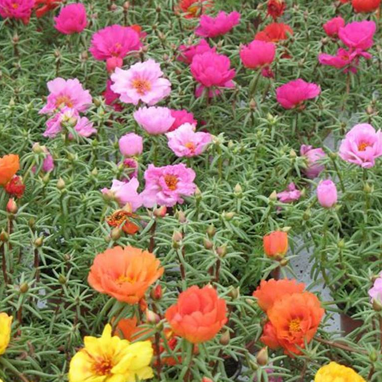 Biji Bunga Moss Rose (Mixed) Portulaca Grandiflora (Isi 10 biji)