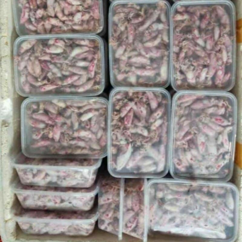 

Cumi rebus asin bertelur