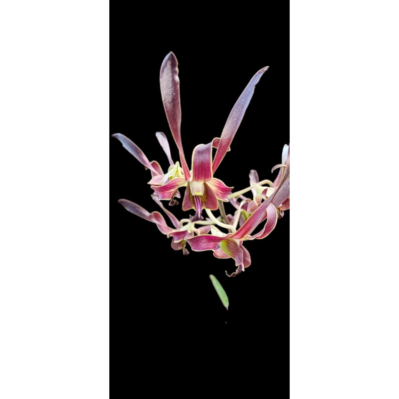 anggrek dendrobium silangan rajajowas