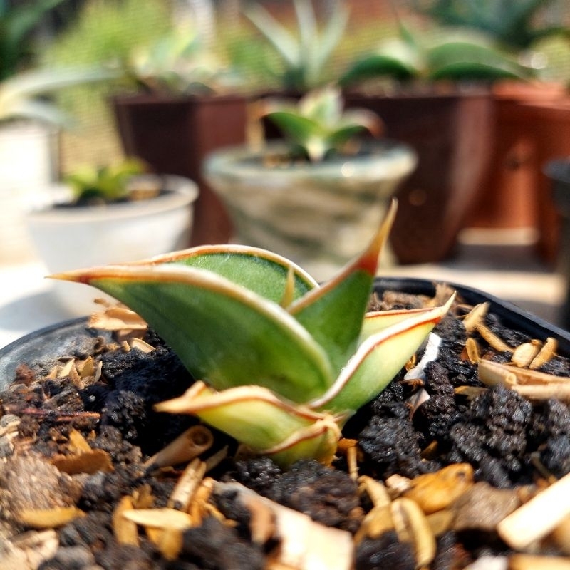 sansevieria sansevera sanseviera sansivera lidah mertua RORIDA VARIGATA srit imut