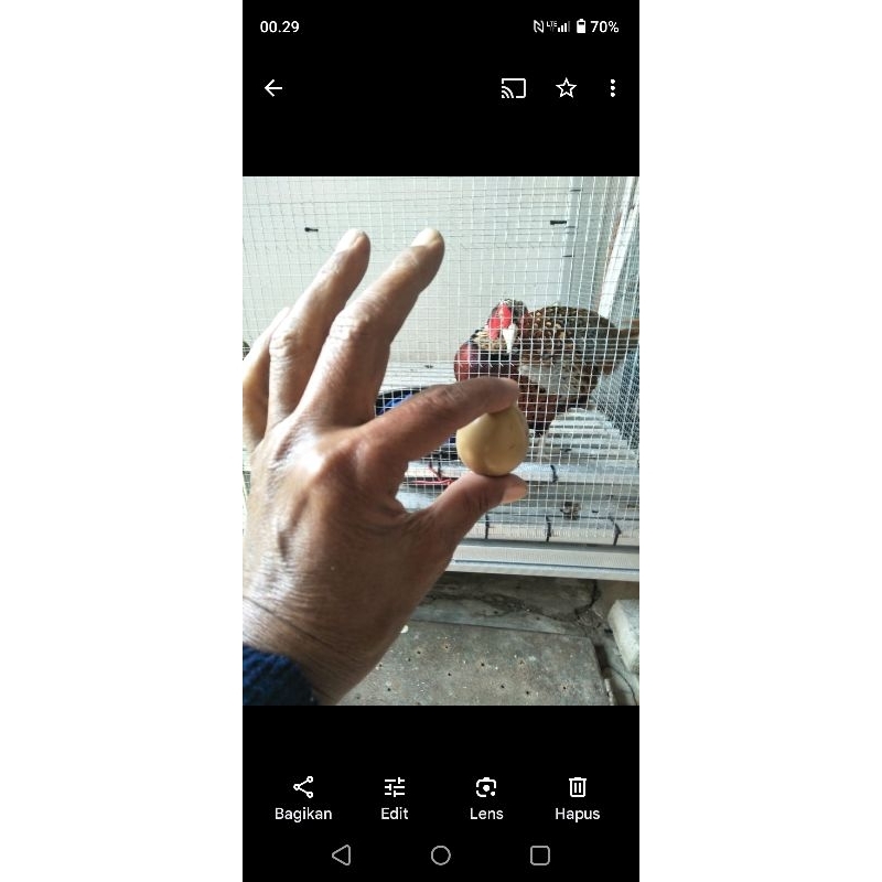 

jual telor ayam hias ringneck preashent merah harga20 butir