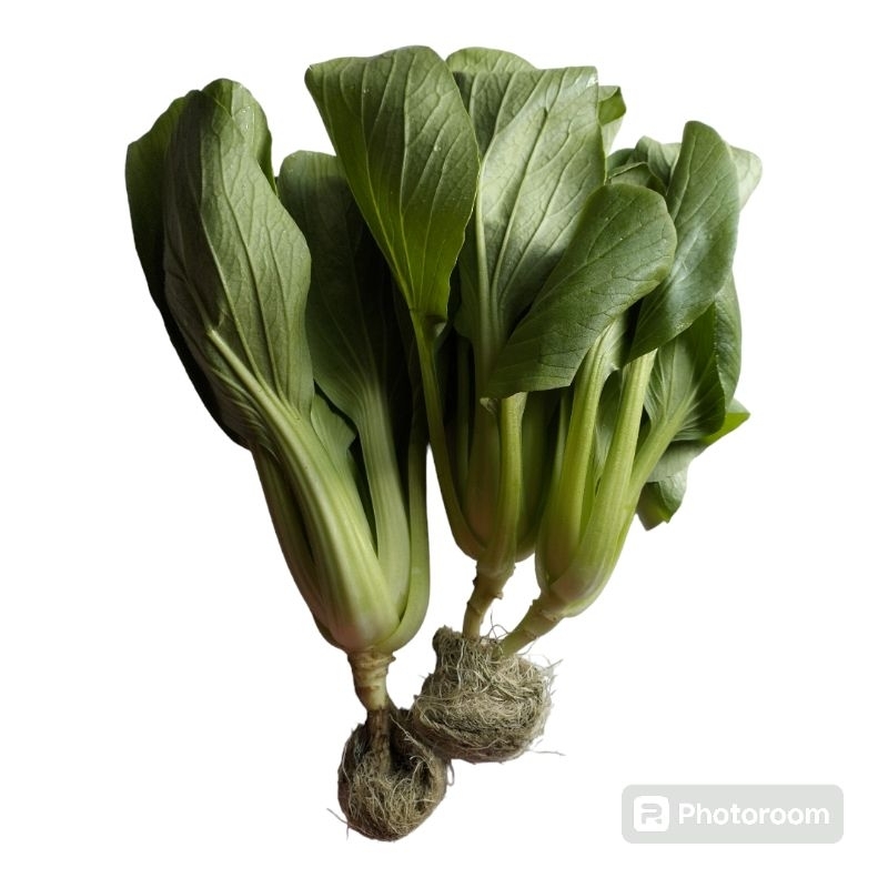 

Pok Choi Hidroponik Sayur