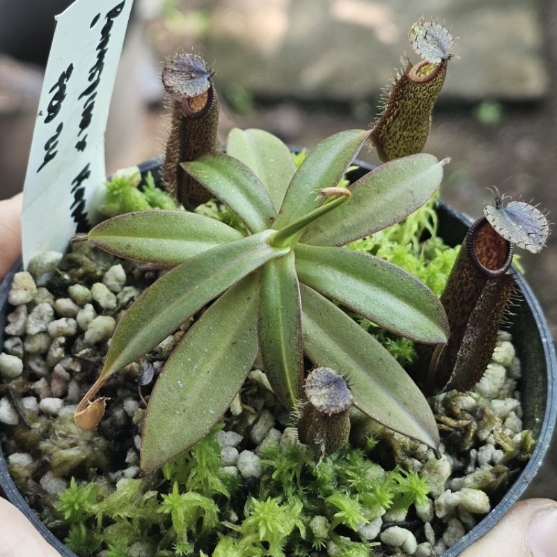 

Ramispina x Hamata