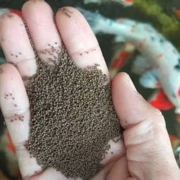 pakan bibit ikan koi