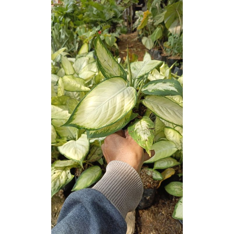 tanaman blanceng susu - blanceng tissue