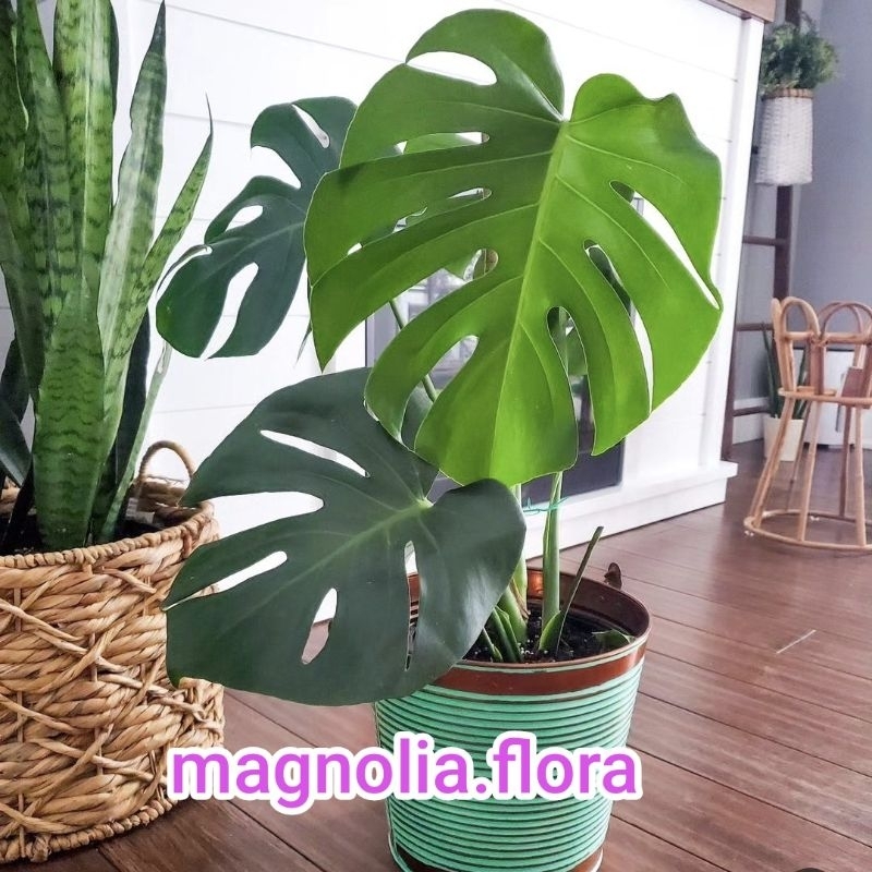 Monstera deliciosa / bibit tanaman hias bunga rambat merambat indoor estetik