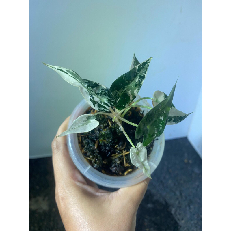 ALOCASIA BAMBINO VARIGATA SMALL