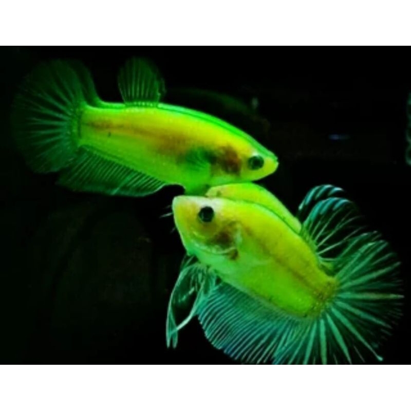 lKAN CUPANG HIJAU BONUS PAKAN