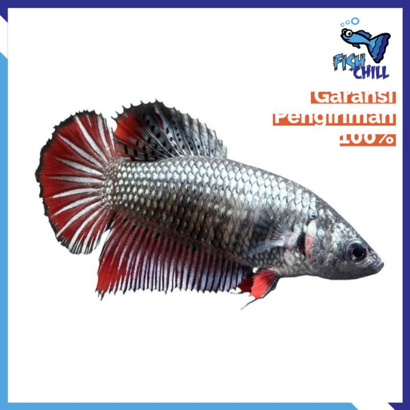 Hiasan Aquarium • CUPANG HIAS BETINA HALFMOON REMAJA SIAP KAWIN