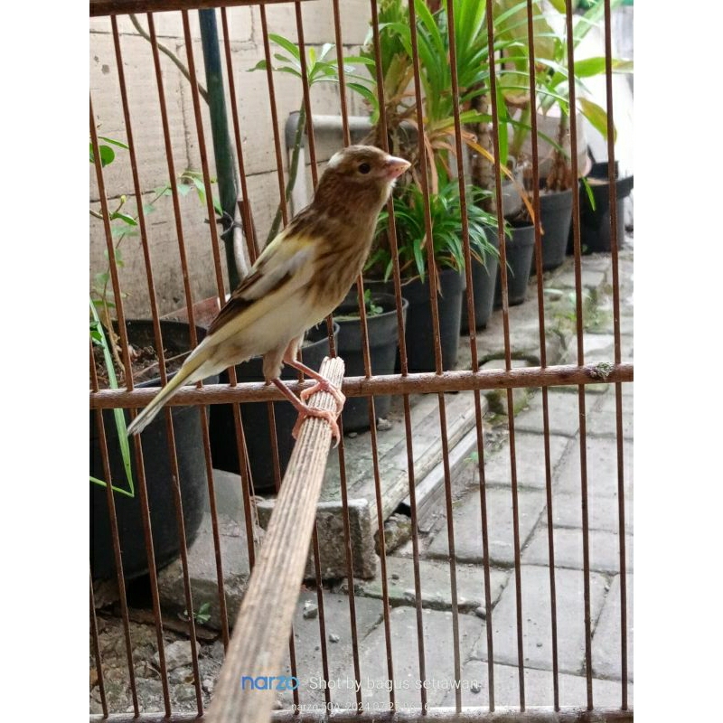 burung kenari paud bon cerah jantan 100%