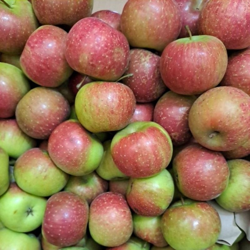 

Apel Malang (500g)