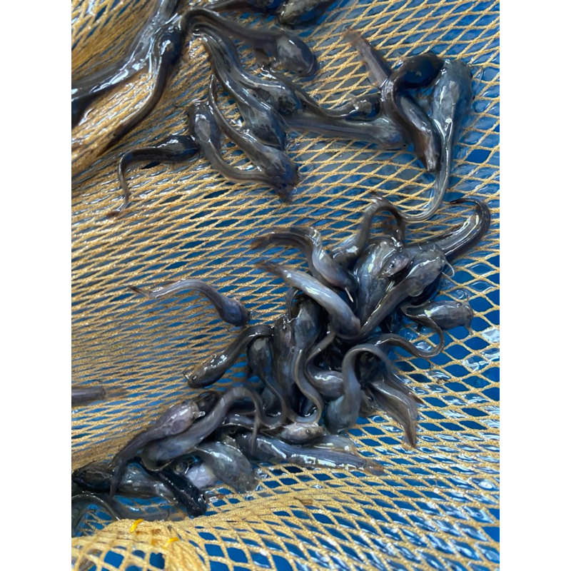 BIBIT LELE 4-5 CM SEHAT BERKWALITAS