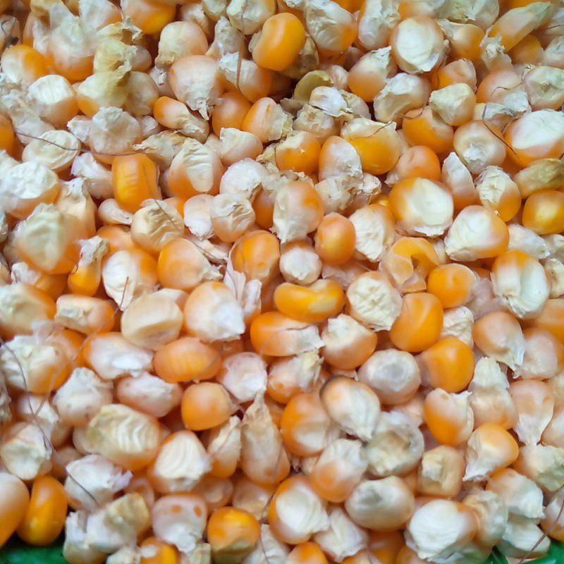 

jagungung kuning pakan burung/unggas 5kg