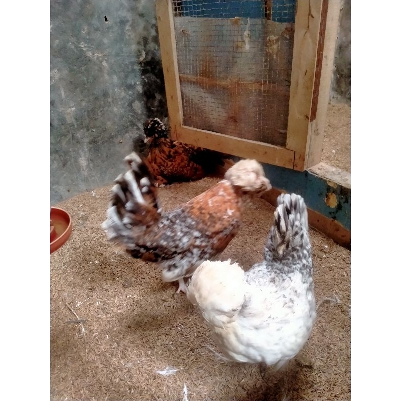 Ayam Poland Betina Dewasa Indukan.