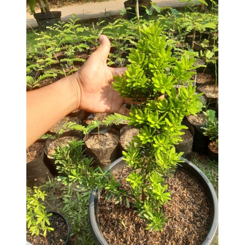 Lohansung cincuan - bahan bonsai lohansung cincuan 40-60cm