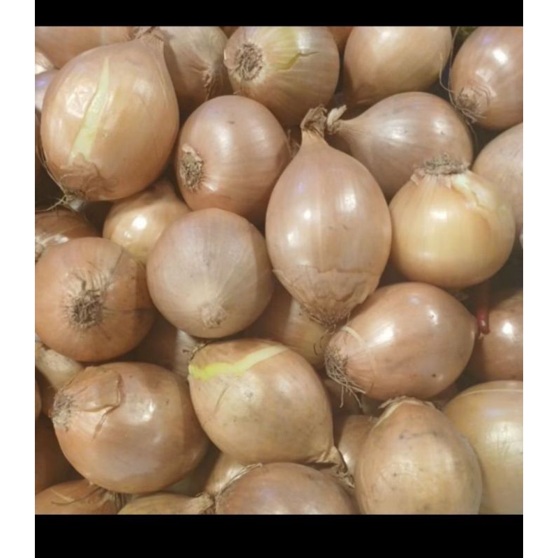 

Bawang bomby/onyon 1 kg