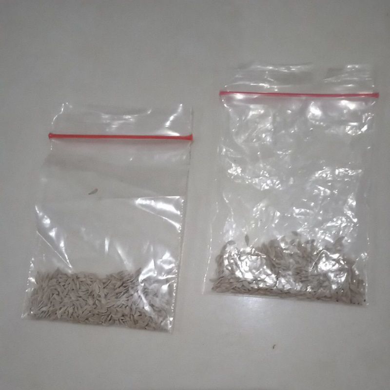 Tumbas Tani Benih Selada Batavia Bohemia Junior