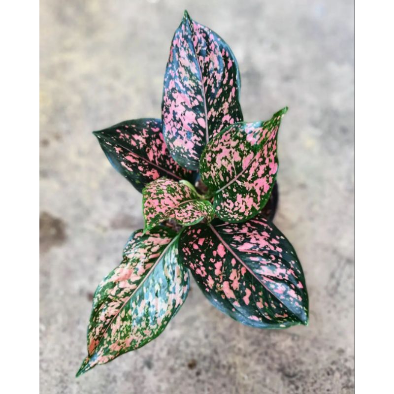 aglaonema pink dalmation /aglonema pink dalmation