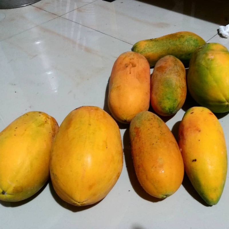 

PEPAYA CALIFORNIA HIGH QUALITY 1 BUAH