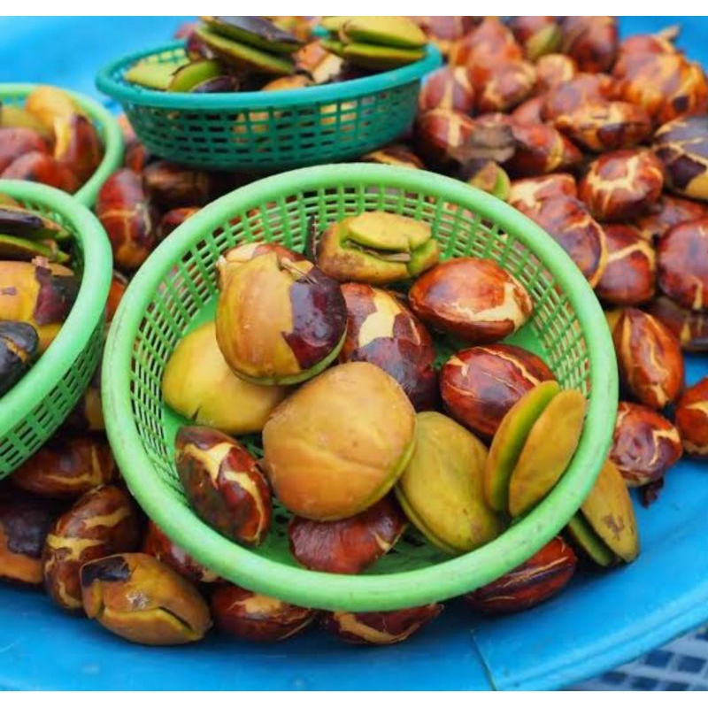 

jengkol segar fresh 1 kg / jengkol tua asli murah