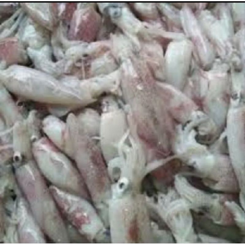 

Cumi Sero Segar 1kg