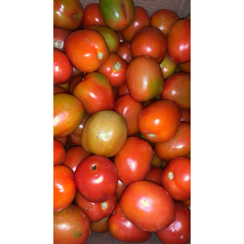 

Tomat fresh